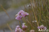 Engels gras (Armeria maritima) 