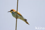 Europese Bijeneter (Merops apiaster)