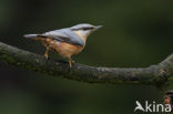 Europese Boomklever (Sitta europaea)