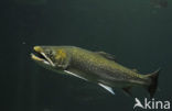 Arctic charr (Salvelinus alpinus)