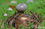 Earthstar (Geastrum coronatum)