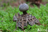 Earthstar (Geastrum coronatum)