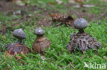 Earthstar (Geastrum coronatum)