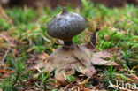 Earthstar (Geastrum coronatum)