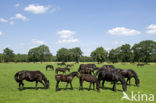 Frisian Horse (Equus spp)