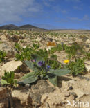 Fuerteventura