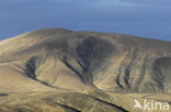 Fuerteventura