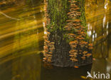 Conifer Mazegill (Gloeophyllum sepiarium)