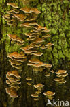 Conifer Mazegill (Gloeophyllum sepiarium)