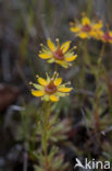 Gele bergsteenbreek (Saxifraga aizoides)