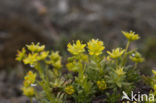 Yellow Mountain Saxifrage (Saxifraga aizoides)