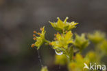 Gele bergsteenbreek (Saxifraga aizoides)