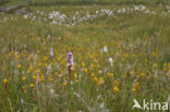 Gevlekte orchis (Dactylorhiza maculata) 