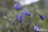 Grasklokje (Campanula rotundifolia)