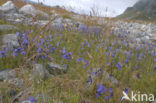 Grasklokje (Campanula rotundifolia)