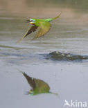 Groene Bijeneter (Merops persicus)