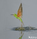 Groene Bijeneter (Merops persicus)