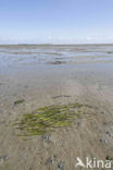 Groot zeegras (Zostera marina) 