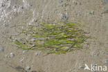 Groot zeegras (Zostera marina) 