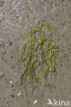 Groot zeegras (Zostera marina) 