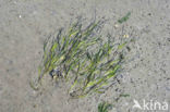 Groot zeegras (Zostera marina) 