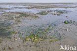 Groot zeegras (Zostera marina) 