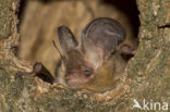 brown big-eared bat (Plecotus auritus)