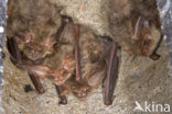 brown big-eared bat (Plecotus auritus)