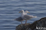 Glaucous Gull (Larus hyperboreus)