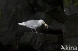 Glaucous Gull (Larus hyperboreus)