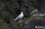 Grote Burgemeester (Larus hyperboreus)