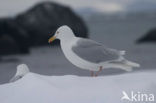 Glaucous Gull (Larus hyperboreus)