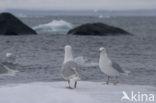 Glaucous Gull (Larus hyperboreus)