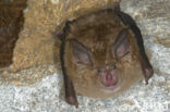 Greater Horseshoe Bat (Rhinolophus ferrumequinum)