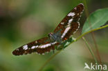 Grote ijsvogelvlinder (Limenitis populi) 