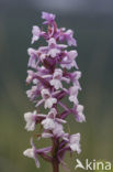 Grote muggenorchis (Gymnadenia conopsea) 