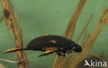 Grote spinnende watertor (Hydrophilus piceus)