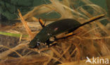 Grote spinnende watertor (Hydrophilus piceus)