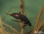 Grote spinnende watertor (Hydrophilus piceus)