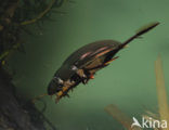 Grote spinnende watertor (Hydrophilus piceus)