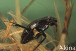 Grote spinnende watertor (Hydrophilus piceus)