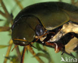 Grote spinnende watertor (Hydrophilus piceus)