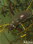 Grote spinnende watertor (Hydrophilus piceus)