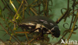 Grote spinnende watertor (Hydrophilus piceus)