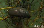 Grote spinnende watertor (Hydrophilus piceus)