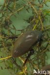 Grote spinnende watertor (Hydrophilus piceus)