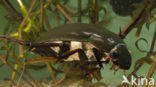 Grote spinnende watertor (Hydrophilus piceus)