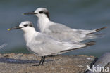 Grote Stern (Sterna sandvicensis) 