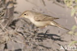 Upcher’s Warbler (Hippolais languida)