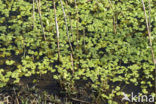 Grote waterranonkel (Ranunculus peltatus)